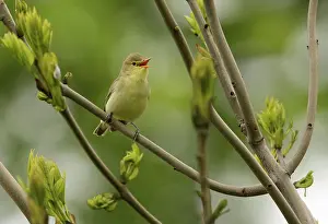 Icterine: Icterine Warbler