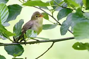 Westereen: Icterine Warbler
