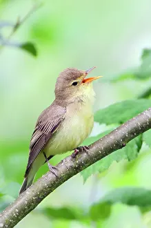 Westereen: Icterine Warbler