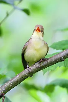 Westereen: Icterine Warbler