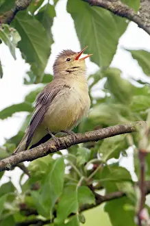 Westereen: Icterine Warbler