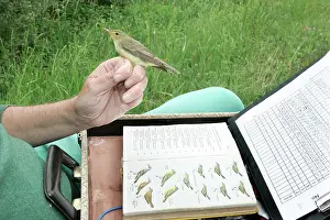 Icterine: Icterine Warbler - having been caught and being identified