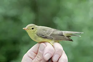 Icterine: Icterine Warbler - being held by person