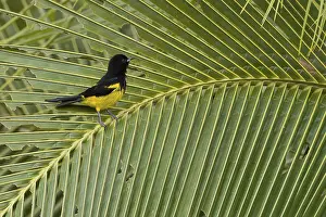 Icterid: Icterus prosthemelas, costarica