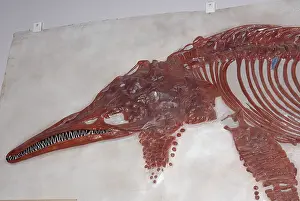 Extinct: Icthyosaur fossil