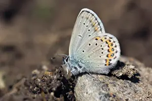 Shit: Idas Blue