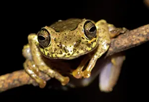 Batrachians: Ida's Bright-eyed Frog (Boophis idae) in the rainforest