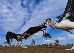 Squabbling: To get an idea how a mongoose would view marabou