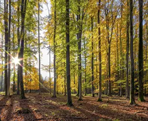 Idyllic: Idyllic forest scenery at autumn time in Southern Germany