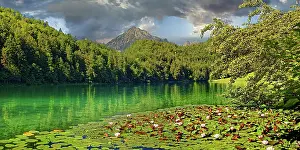 Ostallgaeu: Idyllic Lake Alatsee with flowering water lily carpet