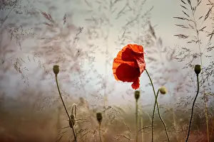 Papaver: Idyllic meadow with red poppies in springtime