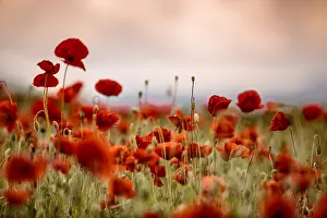 Papaver: Idyllic meadow with red poppies in springtime