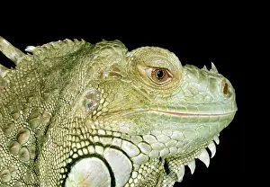 Armour: Iguana