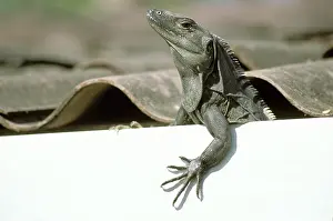 Iguanid: Iguana