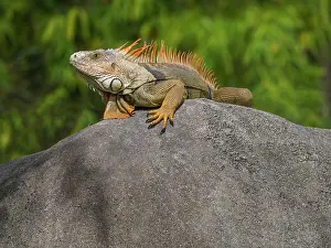 Iguanas: Iguana