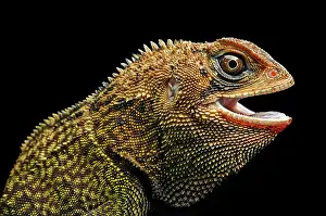 Choco: Iguana (Enyalioides heterolepis), Choco rainforest