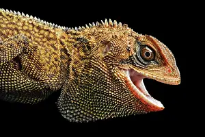 Choco: Iguana (Enyalioides heterolepis), Choco rainforest