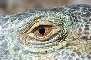 Scaly: Iguana Eye