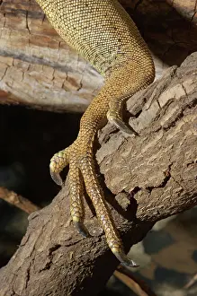 Scaly: Iguana Foot