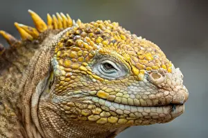 Galapagos: Iguana Galapagos Island