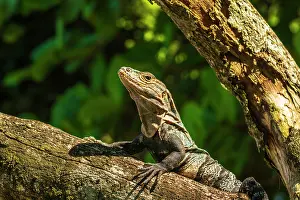 Puntarenas Province: Iguana Manuel Antonio National Park, Puntarenas Province