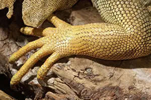 Scaly: Iguana Scales