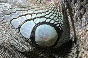 Scaly: Iguana Subtympanic Shield Scale
