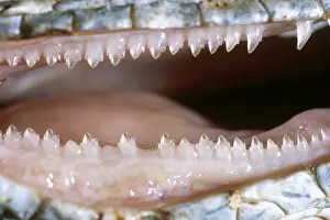 Similis: Iguana Teeth