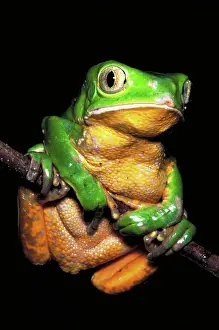 Treefrogs: Ihering's monkey frog