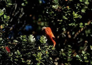 Coccinea: Iiwi - Singing