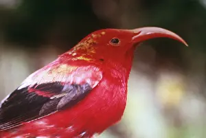 Coccinea: Iiwi (Vestiaria coccinea)