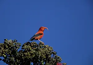 Coccinea: Iiwi