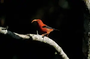 Coccinea: Iiwi