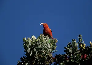 Coccinea: Iiwi