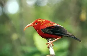 Coccinea: Iiwi