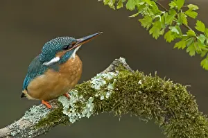 Alcedo: ijsvogel
