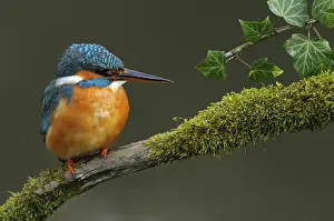 Alcedo: ijsvogel