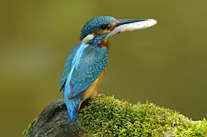 Alcedo: ijsvogel