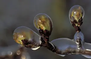 Glitter: ijzel