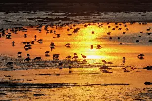 Anseriformes: ILE TASCON, Brant at sunset