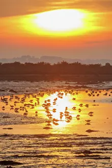 Anseriformes: ILE TASCON, Brant at sunset