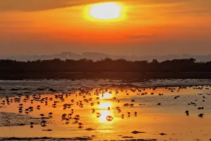 Anseriformes: ILE TASCON, Brant at sunset
