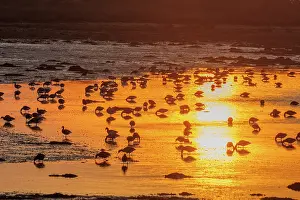 Anseriformes: ILE TASCON, Brant at sunset