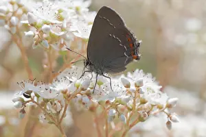Ilex: Ilex Hairstreak