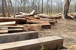 Illegal: Illegal Hardwood Logging