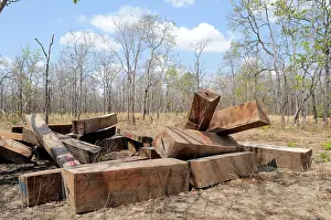 Illegal: Illegal Hardwood Logging