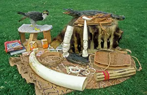 Taxidermy: Illegal Wildlife Products