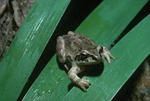 Chorus: Illinois Chorus Frog