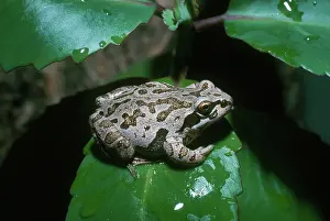 Chorus: Illinois Chorus Frog
