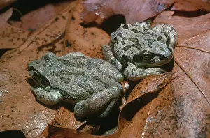 Chorus: Illinois Chorus Frogs